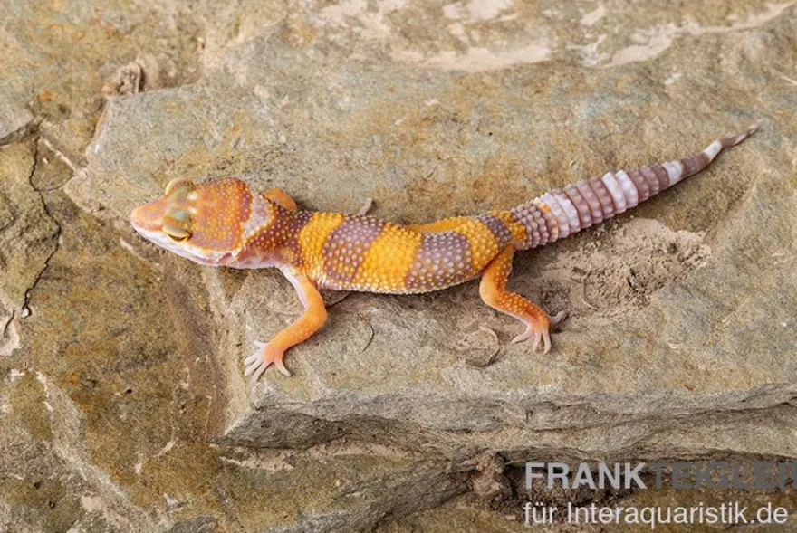 Leopardgecko, Eublepharis macularius, TANGERINE