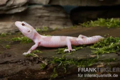 Leopardgecko, Eublepharis macularius, TREMPER ALBINO MACK SNOW