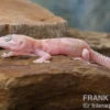 Leopardgecko, Eublepharis macularius, TREMPER ALBINO MACK SNOW RAPTOR