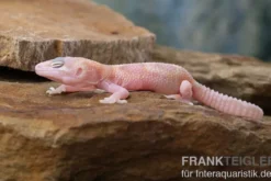 Leopardgecko, Eublepharis macularius, TREMPER ALBINO MACK SNOW RAPTOR