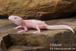 Leopardgecko, Eublepharis macularius, TREMPER ALBINO MACK SNOW RAPTOR