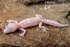 Leopardgecko, Eublepharis macularius, TREMPER ALBINO MACK SNOW RAPTOR