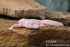Leopardgecko, Eublepharis macularius, TREMPER ALBINO MACK SNOW RAPTOR