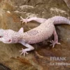 Leopardgecko, Eublepharis macularius, BELL ALBINO ENIGMA