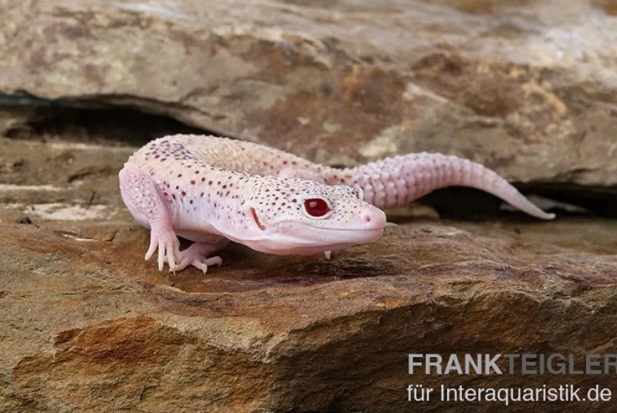 Leopardgecko, Eublepharis macularius, BELL ALBINO ENIGMA