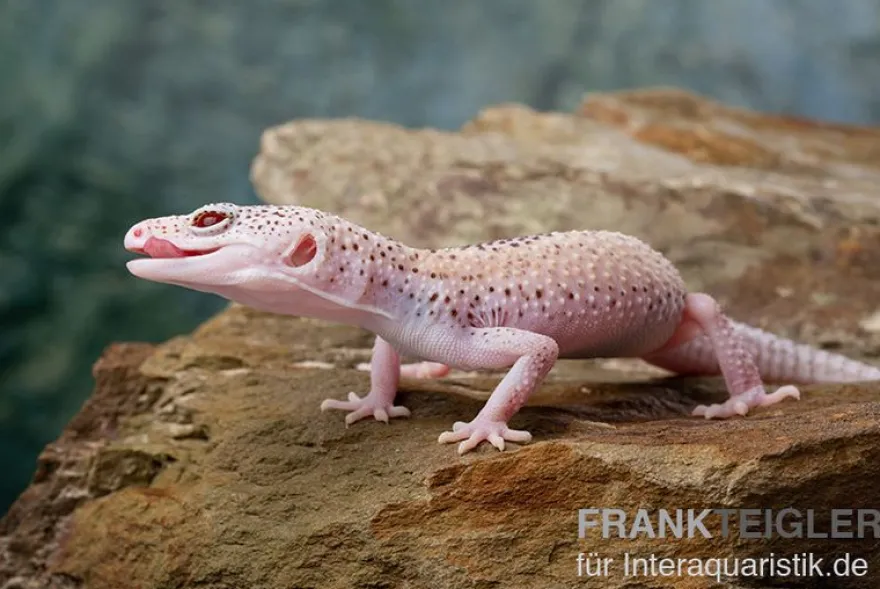 Leopardgecko, Eublepharis macularius, BELL ALBINO ENIGMA