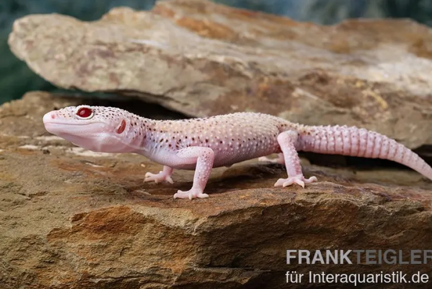 Leopardgecko, Eublepharis macularius, BELL ALBINO ENIGMA