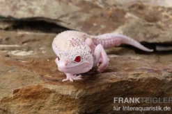Leopardgecko, Eublepharis macularius, BELL ALBINO ENIGMA