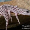 Leopardgecko, Eublepharis macularius, SUPER MACK SNOW