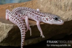 Leopardgecko, Eublepharis macularius, SUPER MACK SNOW