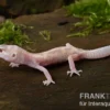 Leopardgecko, Eublepharis macularius, BELL ALBINO MACK SNOW