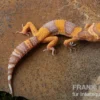 Leopardgecko, Eublepharis macularius, TANGERINE BELL ALBINO