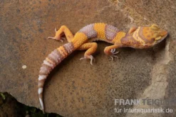 Leopardgecko, Eublepharis macularius, TANGERINE BELL ALBINO