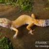 Leopardgecko, Eublepharis macularius, NORMAL