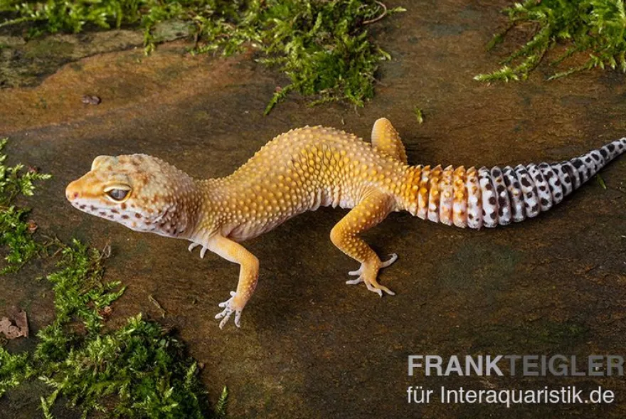 Leopardgecko, Eublepharis macularius, NORMAL