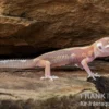 Leopardgecko, Eublepharis macularius, STRIPE TREMPER ALBINO ECLIPSE