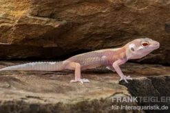 Leopardgecko, Eublepharis macularius, STRIPE TREMPER ALBINO ECLIPSE