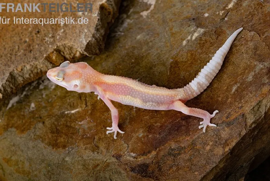 Leopardgecko, Eublepharis macularius, STRIPE TREMPER ALBINO ECLIPSE