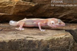 Leopardgecko, Eublepharis macularius, STRIPE TREMPER ALBINO ECLIPSE