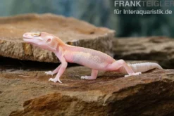 Leopardgecko, Eublepharis macularius, STRIPE TREMPER ALBINO ECLIPSE