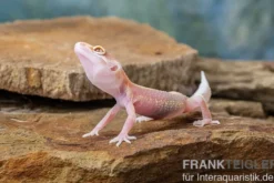 Leopardgecko, Eublepharis macularius, STRIPE TREMPER ALBINO ECLIPSE