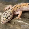 Leopardgecko, Eublepharis macularius, ENIGMA