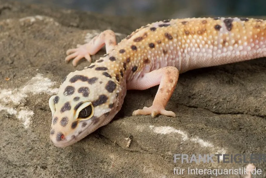 Leopardgecko, Eublepharis macularius, ENIGMA