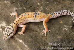 Leopardgecko, Eublepharis macularius, ENIGMA