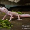 Leopardgecko, Eublepharis macularius, BLIZZARD