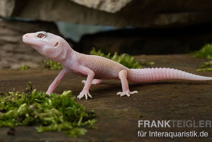 Leopardgecko, Eublepharis macularius, BLIZZARD