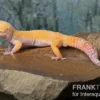 Leopardgecko, Eublepharis macularius, TANGERINE ECLIPSE