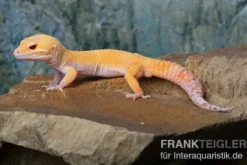 Leopardgecko, Eublepharis macularius, TANGERINE ECLIPSE