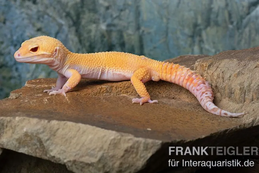 Leopardgecko, Eublepharis macularius, TANGERINE ECLIPSE