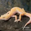 Leopardgecko, Eublepharis macularius, SUNGLOW