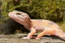 Leopardgecko, Eublepharis macularius, SUNGLOW