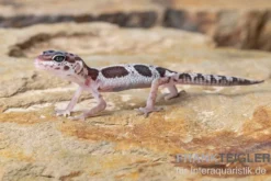 Leopardgecko, Eublepharis macularius, MACK SNOW