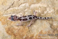 Leopardgecko, Eublepharis macularius, MACK SNOW