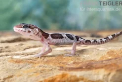 Leopardgecko, Eublepharis macularius, MACK SNOW
