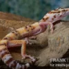 Leopardgecko, Eublepharis macularius, RAINWATER ALBINO