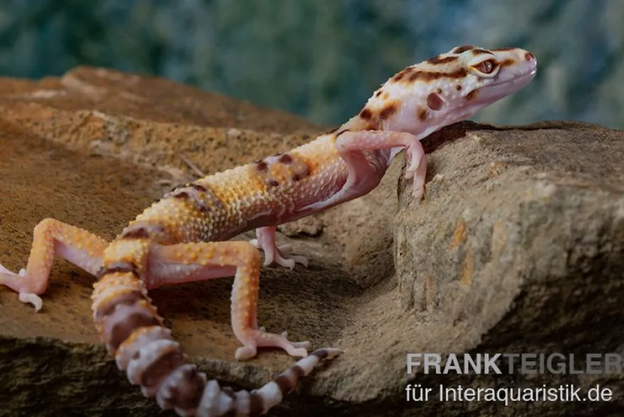 Leopardgecko, Eublepharis macularius, RAINWATER ALBINO
