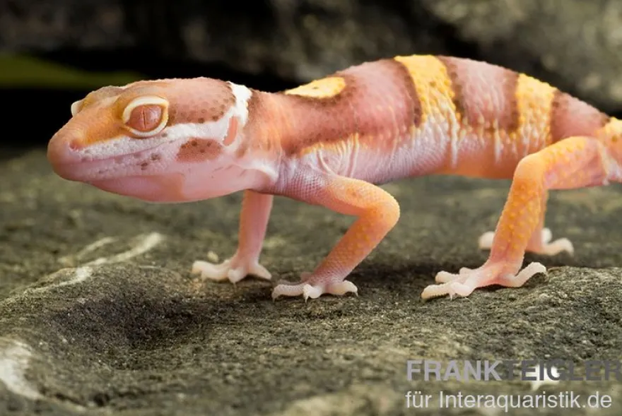 Leopardgecko, Eublepharis macularius, PASTEL TREMPER ALBINO