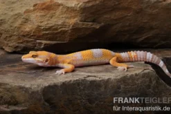 Leopardgecko, Eublepharis macularius, TREMPER ALBINO TANGERINE