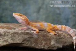 Leopardgecko, Eublepharis macularius, TREMPER ALBINO TANGERINE