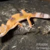 Leopardgecko, Eublepharis macularius, HIGH YELLOW
