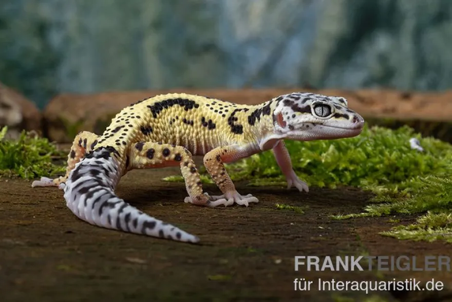 Leopardgecko, Eublepharis macularius, LEMON FROST MACK SNOW