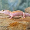 Leopardgecko, Eublepharis macularius, WHITE & YELLOW