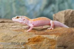 Leopardgecko, Eublepharis macularius, WHITE & YELLOW