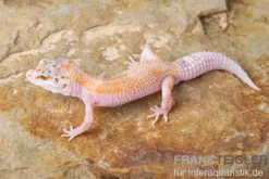 Leopardgecko, Eublepharis macularius, WHITE & YELLOW