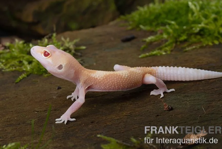 Leopardgecko, Eublepharis macularius, BELL ALBINO