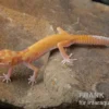 Leopardgecko, Eublepharis macularius, RADAR